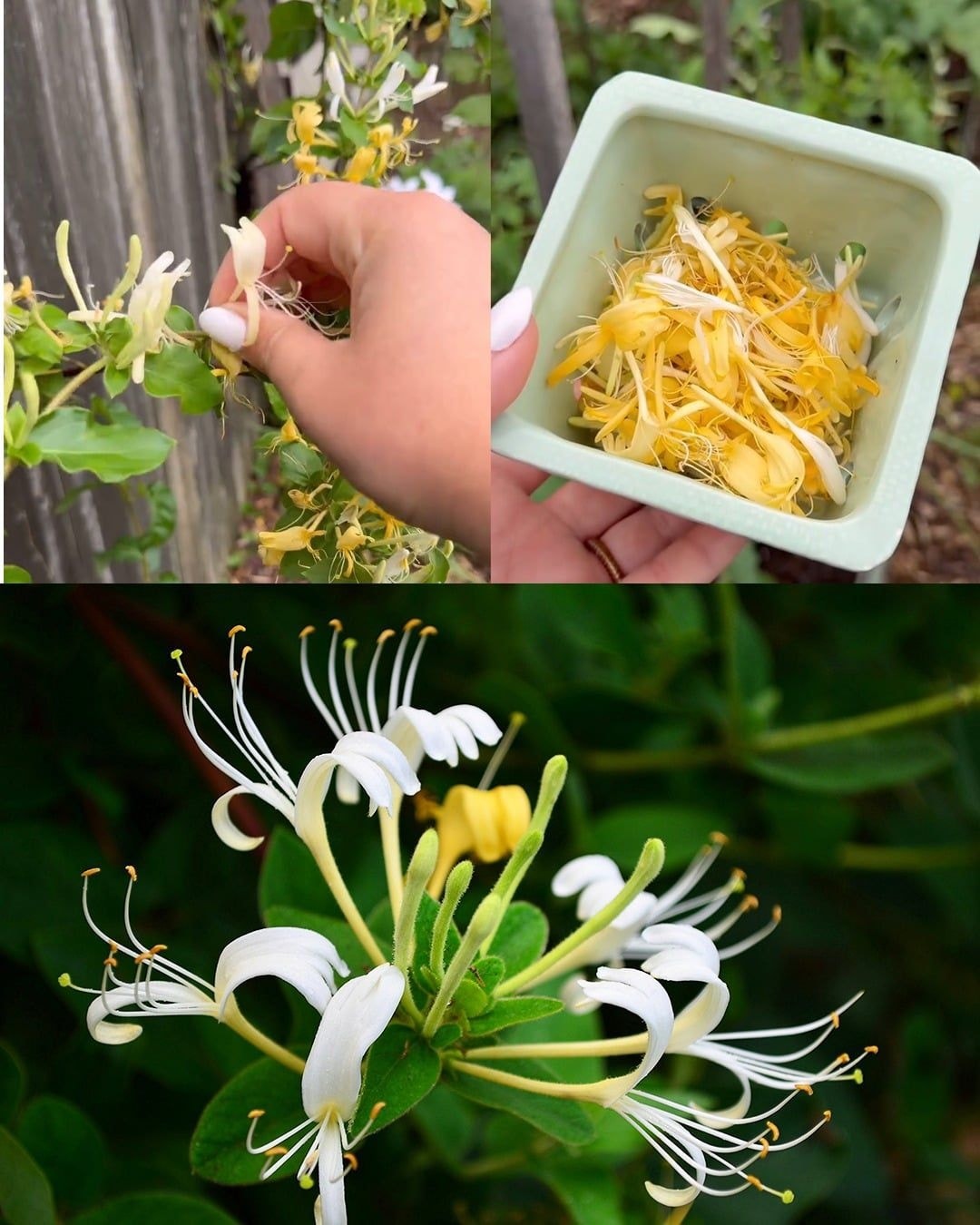 Japanese Honeysuckle (Lonicera japonica): The Stunning Plant in Your Yard with Secret Health Powers and Homemade Uses