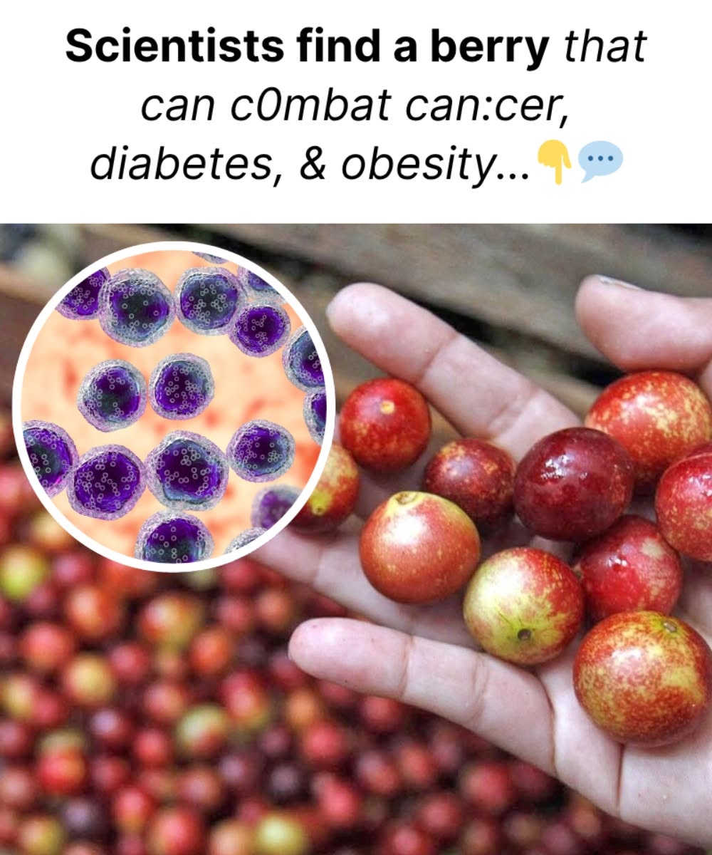 Scientists find a berry that can c0mbat can.cer, diabetes, and obesity