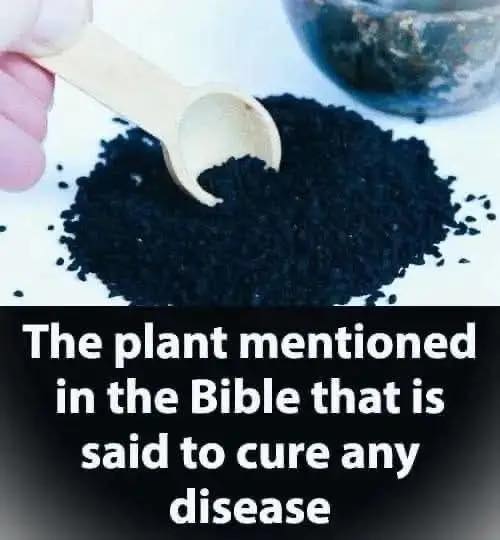 The Plant in the Bible Said to Heal All Ailments