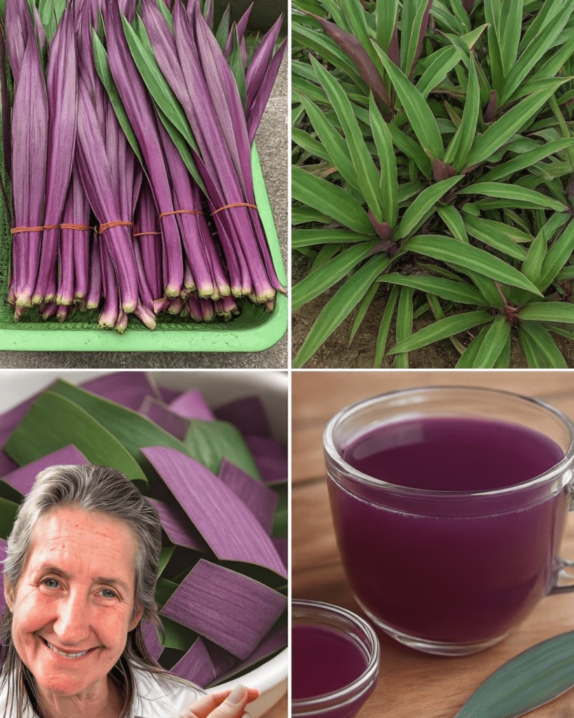 The Purple Maguey: Nature’s Hidden Treasure for Health and Heritage